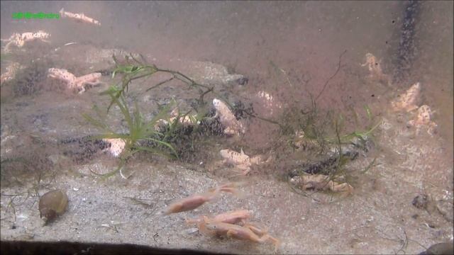 Hymenochirus Boettgeri Feeding  Daphnia