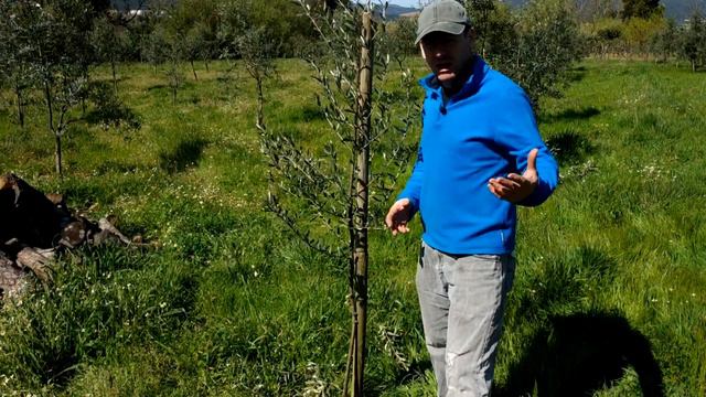 Como efectuar PODA de manutenção NAS OLIVEIRAS смотреть онлайн