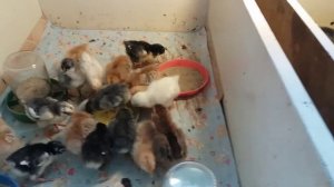 Быстрое определение пола цыпленка по крыльям в 8-дневном возрасте