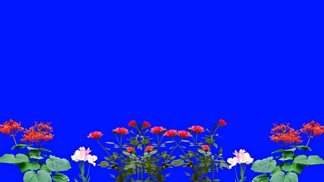 Хромакей!!! Цветы в саду! Хромакей на синем фоне!!! смотреть онлайн