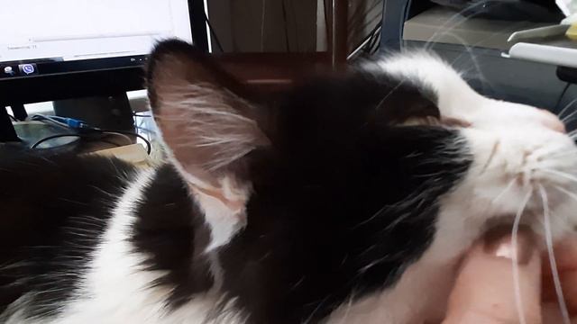Красивый, ласковый котя смотреть онлайн