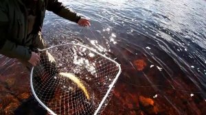 Весенняя рыбалка на Варзуге. Ловля семги спиннингом Mottomo Jig Soul.