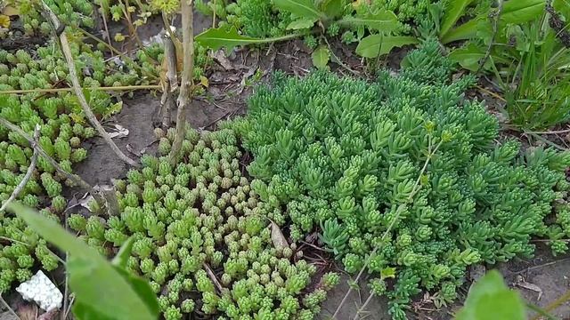 Красивые почвопокровники для сада-ОЧИТОК лидийский и ЧАБРЕЦ.