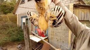 Шести палый петух, четыре шпоры. Редкая мутация. Как взвесить петуха ?