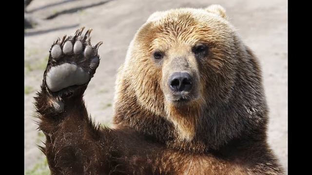Почему медведь сосет лапу? смотреть онлайн
