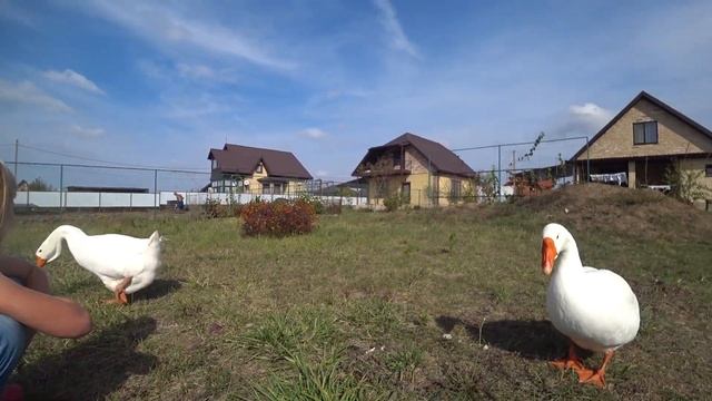 Гусыни ревнуют гусака Гошу к Маше смотреть онлайн