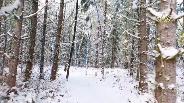 ?Таежные соседи! Такое в тайге тоже случается! смотреть онлайн