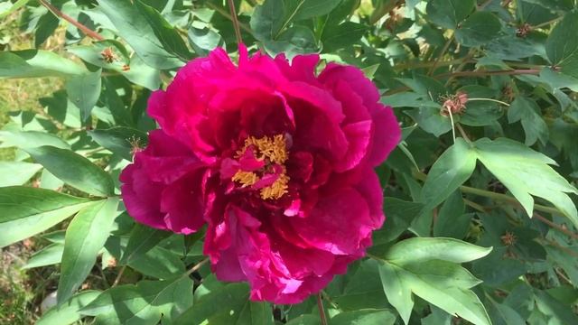 Древовидный пион, цветение 7 мая 2018 смотреть онлайн