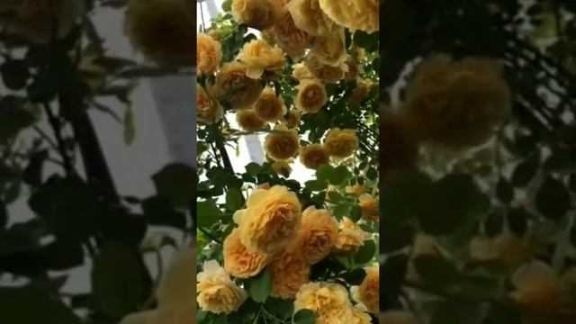 Роза Голден Селебрейшн,Rosa Golden Celebration(шраб)Остин,Великобритания,1992год. смотреть онлайн