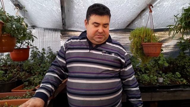 ФУКСИИ 100% УКОРЕНЯЮТСЯ и хорошо растут зимой. смотреть онлайн