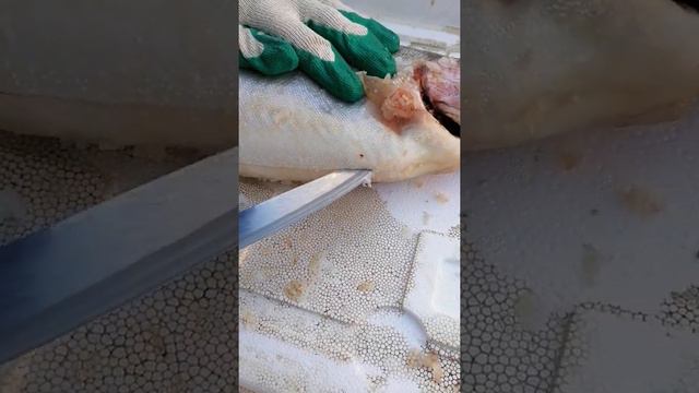 Форель из Карелии и Мурманска. смотреть онлайн