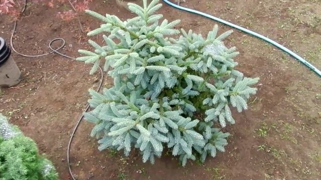 Picea Glauca Coerulea