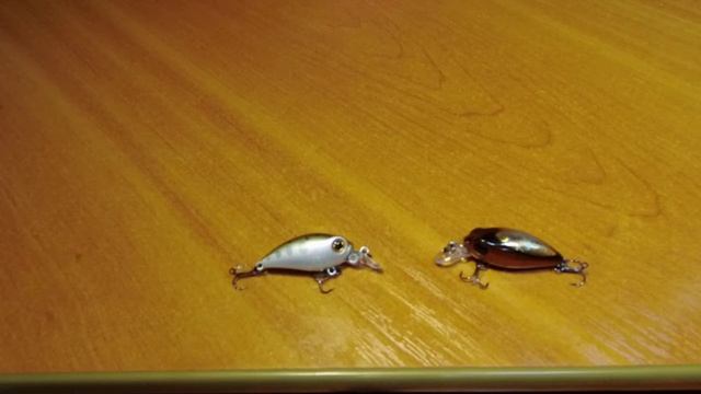 Рыбы в Объективе