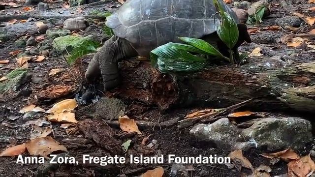 Черепаха охотится на птенца крачки смотреть онлайн