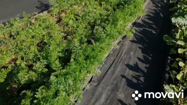 Парник с огурцами и помидорами. 03.07.2022 смотреть онлайн