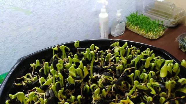 Мои ошибки при проращивании семян подсолнуха на микрозелень. смотреть онлайн