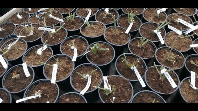 Обзор роз 14. 03. 2023 смотреть онлайн