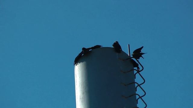 Галки на трубе котельной \ Jackdaws in the chimney смотреть онлайн