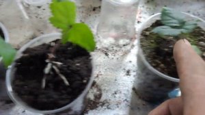 Часть2. Размножение ежевики однопочковыми черенками.