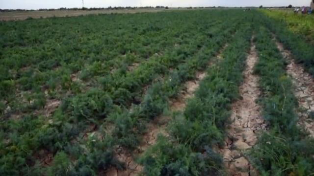 ФАРГОНА ДАЛАСИДАГИ ДАХШАТЛИ ВОКЕА ХАММАНИ ЙИГЛАТДИ смотреть онлайн