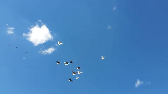 Голуби друга г.одесса Саша смотреть онлайн