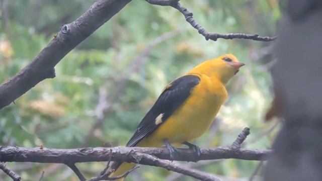 Перелетные птицы смотреть онлайн