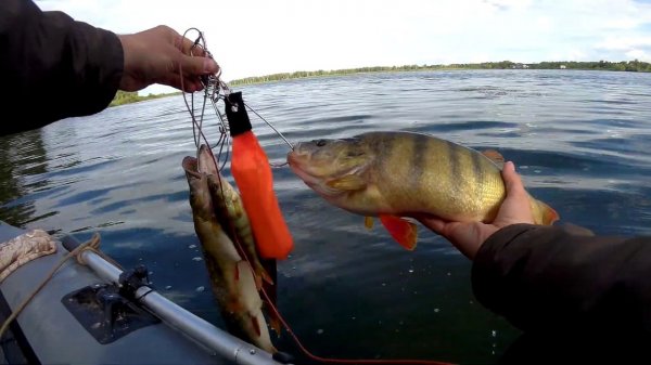 УТКУЛЬ. Окунь за килуху