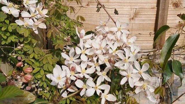 Clematis armandii Apple Blossom, an evergreen climbing fragrant Clematis with almond-scented blooms смотреть онлайн
