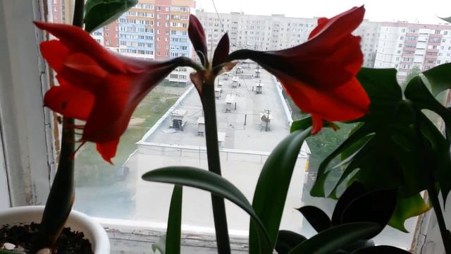 Гиппиаструм расцвел. Цветы на моем окне. смотреть онлайн