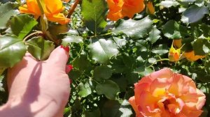 РОЗА САХАРА ( Sahara) долго держит цветок, цветет постоянно.