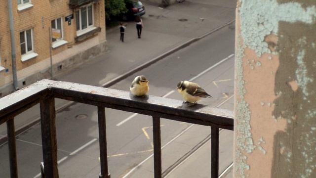 Лазоревки слётки. Милые пуховички смотреть онлайн