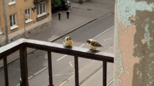 Лазоревки слётки. Милые пуховички