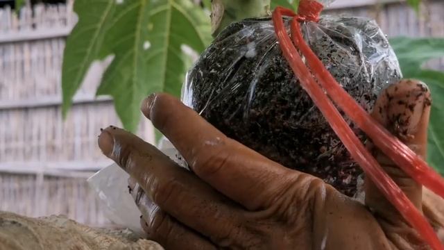 Papaya Airlayer Propagation Technology_ How To Multiply Your Papaya Trees Fast.mp4