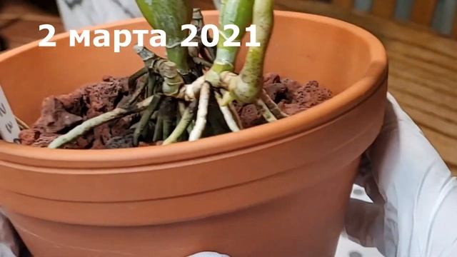 C. Brazilian Jewel V.coerulea (c.walkeriana X C.nobilior) развитие цветоноса и цветение