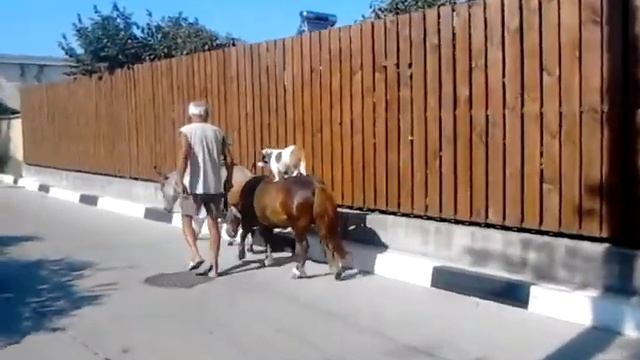 Собака едет на лошади :) смотреть онлайн