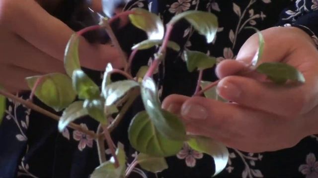 Февральская обрезка пеларгоний и фуксий. На что обратить внимание. Долгих Анна смотреть онлайн