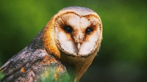 Кто такие Совы?Интересные и Малоизвестные факты про Сову? AnyWild