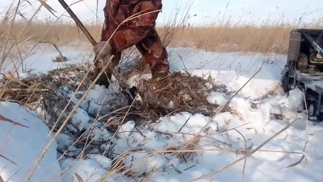 охота на ондатру мордами, проверка морд на ондатру