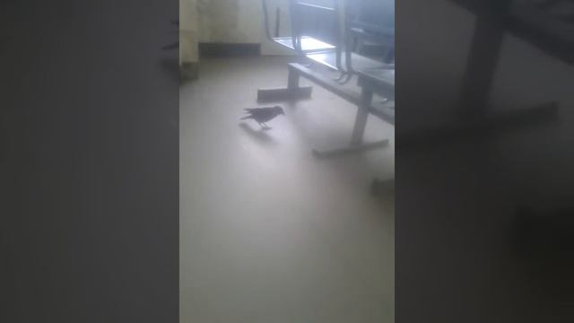 ворона и голуби на автовокзале