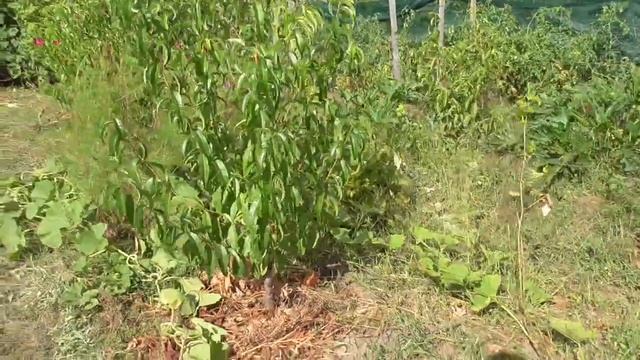 Пересортица купленных персиков и нектаринов. смотреть онлайн