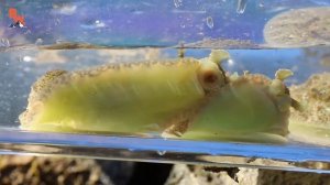 СТРАШНЫЕ МОРСКИЕ СОЗДАНИЯ / УКУСИЛ КРАБ / НАШЛИ ЗМЕЕХВОСТКУ / Койот Питерсон на русском