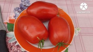 Сибирь. Обзор и дегустация томата Аленка Минусинская.