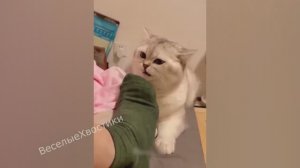 СМЕШНЫЕ ЖИВОТНЫЕ 2023 ЛУЧШИЕ ПРИКОЛЫ С КОТАМИ И CОБАКАМИ