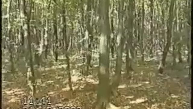 Макс апорт зайца в лесу смотреть онлайн