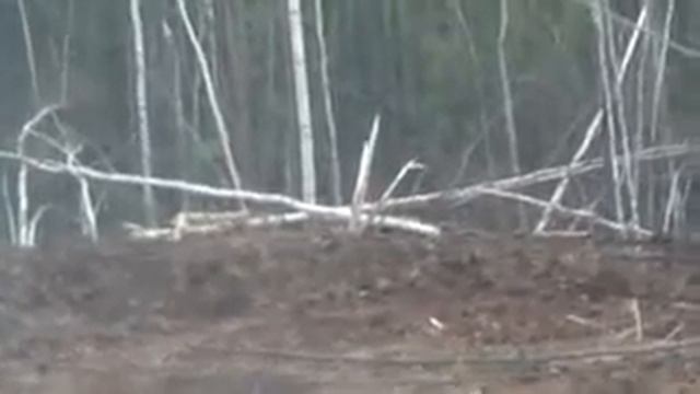 Медведи-соседи!Вахтовый посёлок-:) смотреть онлайн