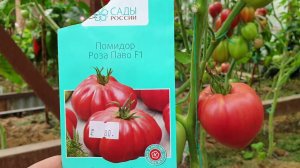 Обзор новых томатов  Длинные, ребристые, сливки-черри Адамо грин , Роза Паво, Спрут -Сливка и др