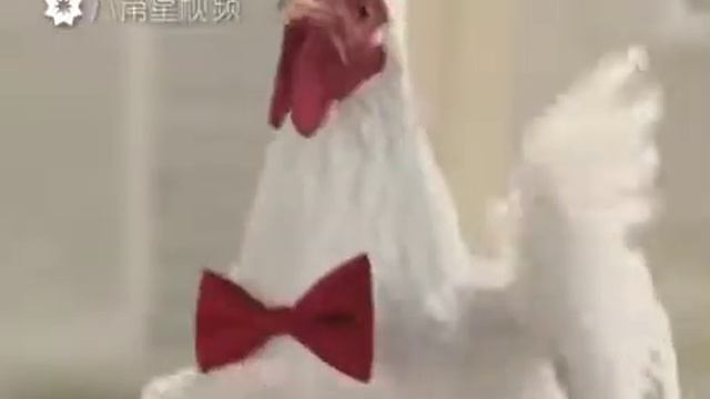 2017 ПЕТУХИ ПОЮТ!!! смотреть онлайн