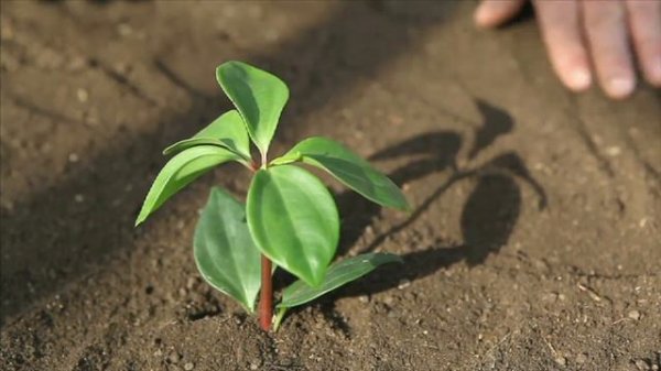 What is Ecology - More Grades 9-12 Science on the Learning Videos Channel