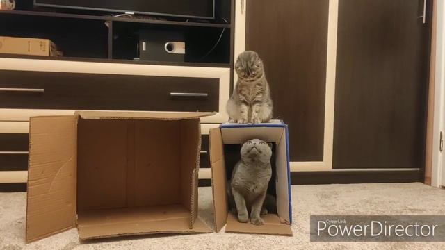 Кошки и коробки смотреть онлайн