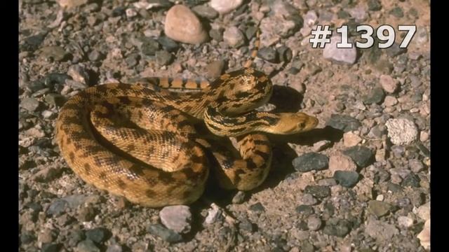 #1397. Змеи, питоны и кобры (В мире животных) смотреть онлайн